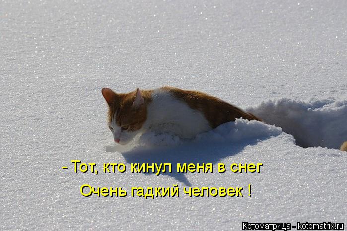 Котоматрица: - Тот, кто кинул меня в снег Очень гадкий человек !