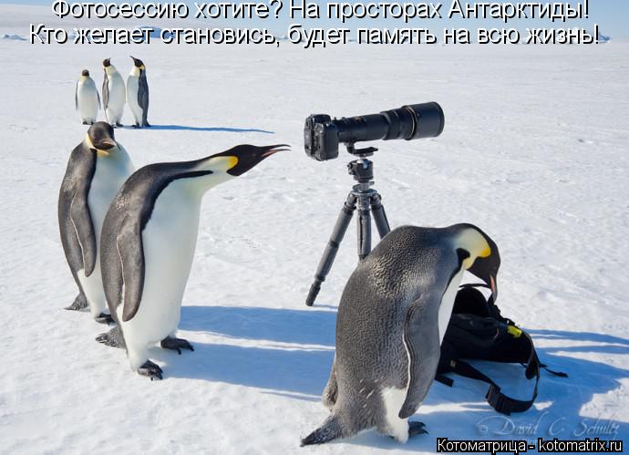 Котоматрица: Фотосессию хотите? На просторах Антарктиды! Кто желает становись, будет память на всю жизнь!