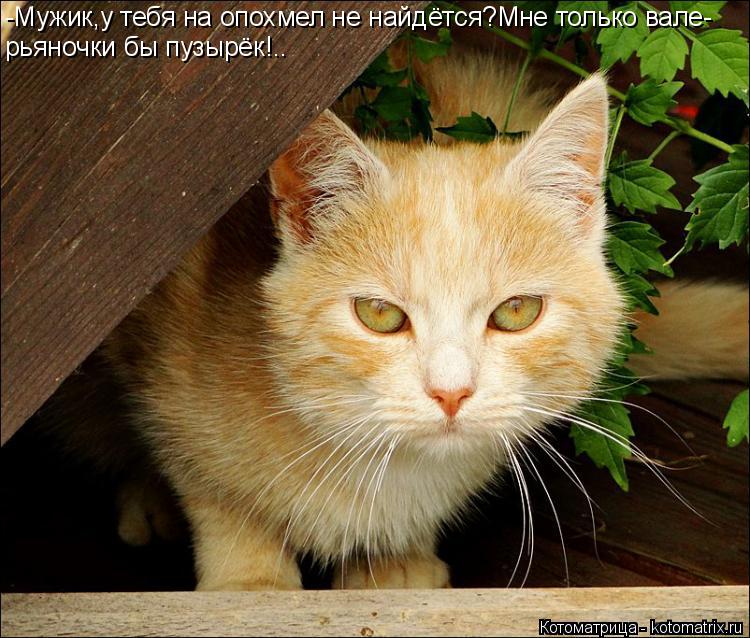 Котоматрица: -Мужик,у тебя на опохмел не найдётся?Мне только вале- рьяночки бы пузырёк!..
