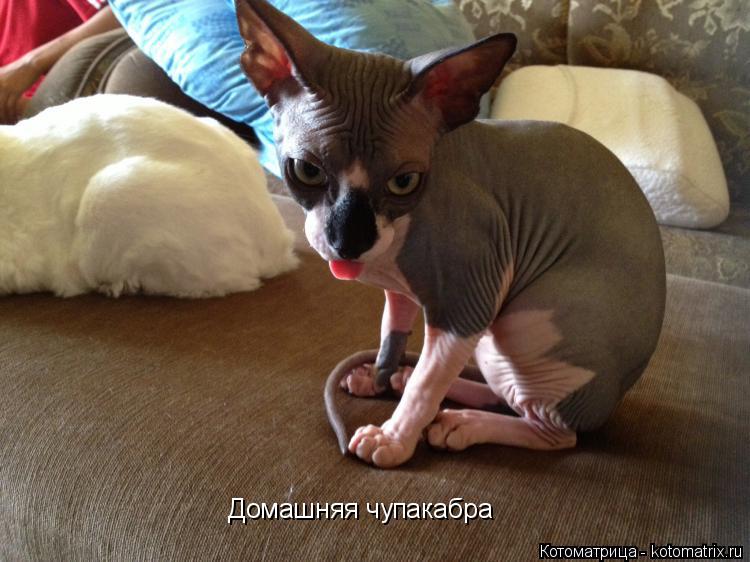 Домашняя чупакабра... Котоматрица: Домашняя чупакабра