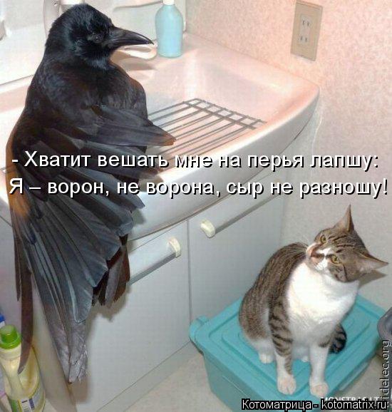 Котоматрица: - Хватит вешать мне на перья лапшу: Я – ворон, не ворона, сыр не разношу!