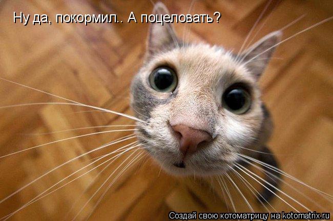 Котоматрица: Ну да, покормил.. А поцеловать?