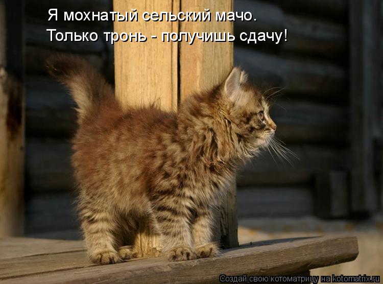 Котоматрица: Я мохнатый сельский мачо. Только тронь - получишь сдачу!