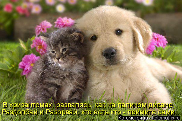В хризантемах, развалясь, как на папином диване Раздолбай и Разорвай, кто есть кто - поймите сами...... Котоматрица: В хризантемах, развалясь, как на папином диване Раздолбай и Разорвай, кто есть кто - поймите сами...