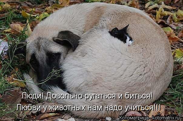 Котоматрица: Любви у животных нам надо учиться!!! Люди! Довольно ругаться и биться!
