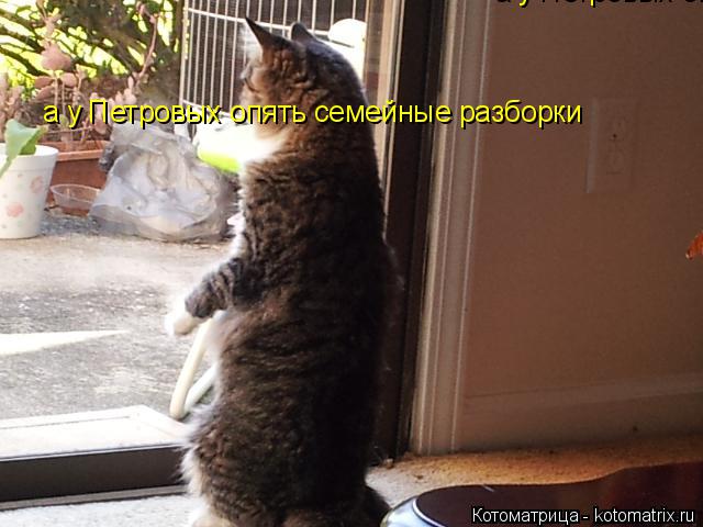 Котоматрица: а у Петровых опять семейные разборки а у Петровых опять семейные разборки