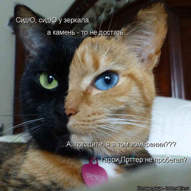 Котоматрица: СидЮ, сидЮ у зеркала, а камень - то не достать... ...А, погодите, я в том измерении??? Гарри Поттер не пробегал?