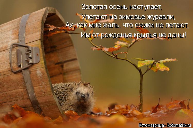 Котоматрица: Золотая осень наступает, Улетают на зимовье журавли, Ах, как мне жаль, что ежики не летают, Им от рожденья крылья не даны!