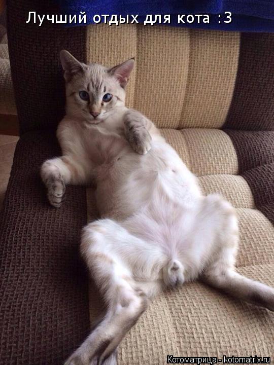 Котоматрица: Лучший отдых для кота :3