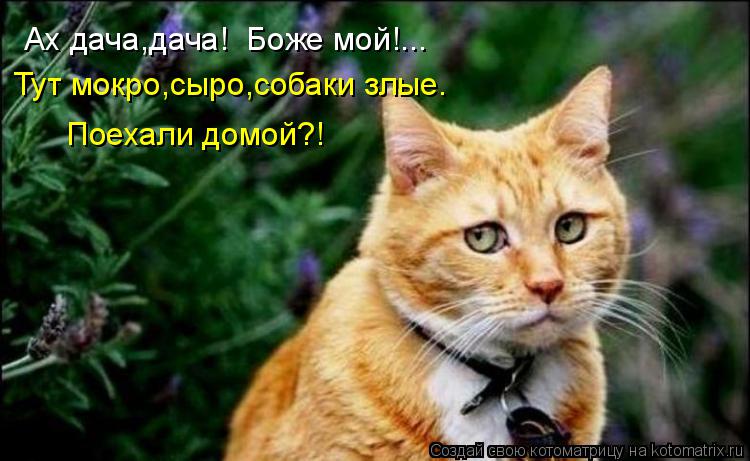Ах дача,дача! Боже мой!... Тут мокро,сыро,собаки злые. Поехали домой?!... Котоматрица: Ах дача,дача! Боже мой!... Тут мокро,сыро,собаки злые. Поехали домой?!