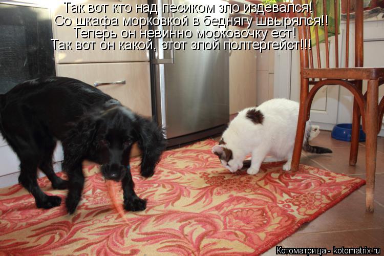 Котоматрица: Так вот кто над песиком зло издевался! Со шкафа морковкой в беднягу швырялся!! Теперь он невинно морковочку ест! Так вот он какой, этот злой п