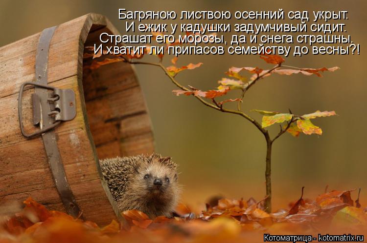 Котоматрица: И ежик у кадушки задумчивый сидит. Страшат его морозы, да и снега страшны. И хватит ли припасов семейству до весны?! Багряною листвою осенний