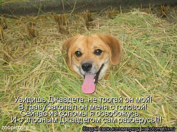 Увидишь Джавдета, не трогай он мой! В траву закопал он меня с головой! Сейчас из соломы я освобожусь.... Котоматрица: Увидишь Джавдета, не трогай он мой! В траву закопал он меня с головой! Сейчас из соломы я освобожусь. И с злобным Джавдетом сам разберусь!!!