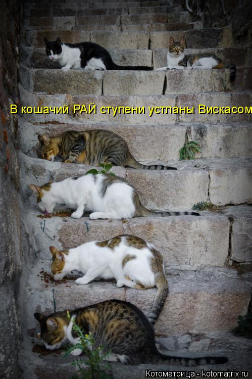 Котоматрица: В кошачий РАЙ ступени устланы Вискасом