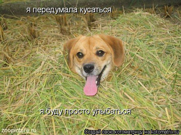 Котоматрица: я передумала кусаться я буду просто улыбаться