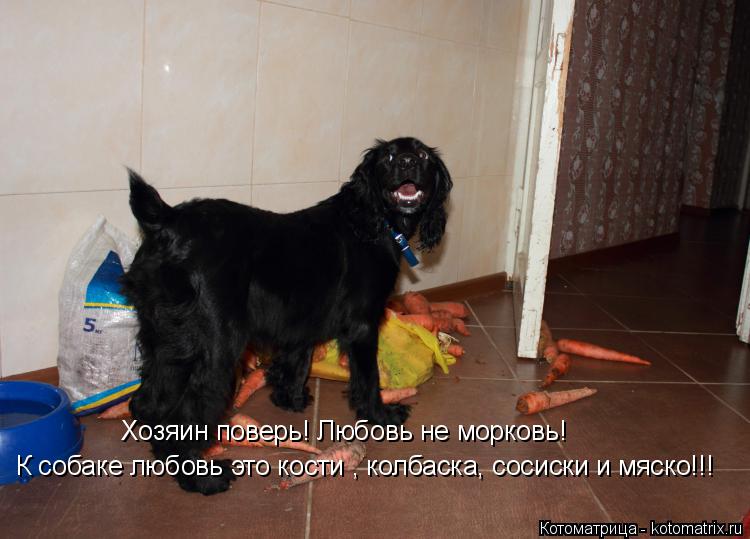 Котоматрица: Хозяин поверь! Любовь не морковь! К собаке любовь это кости , колбаска, сосиски и мяско!!!