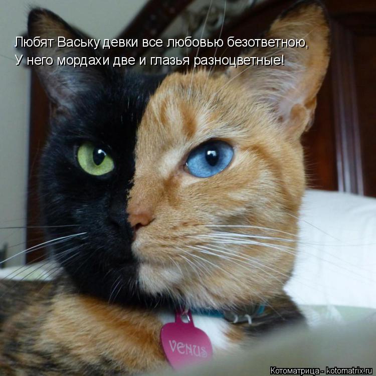 Котоматрица: Любят Ваську девки все любовью безответною, У него мордахи две и глазья разноцветные!