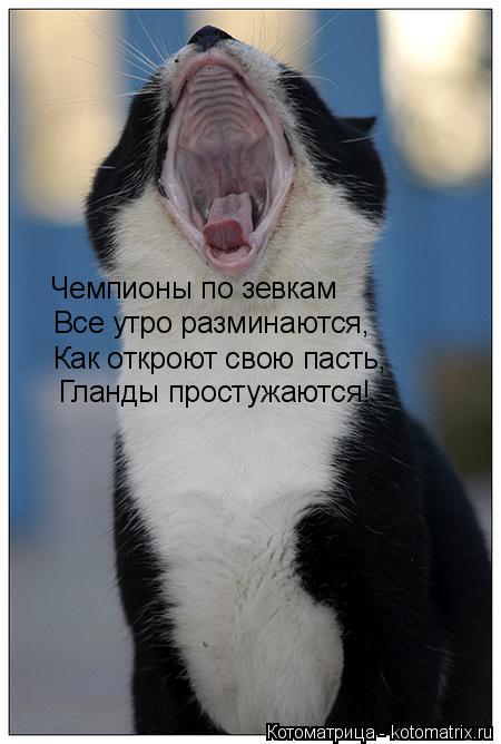 Котоматрица: Чемпионы по зевкам Все утро разминаются, Как откроют свою пасть,  Гланды простужаются!