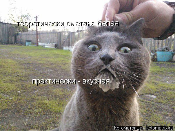 Котоматрица: теоретически сметана белая практически - вкусная