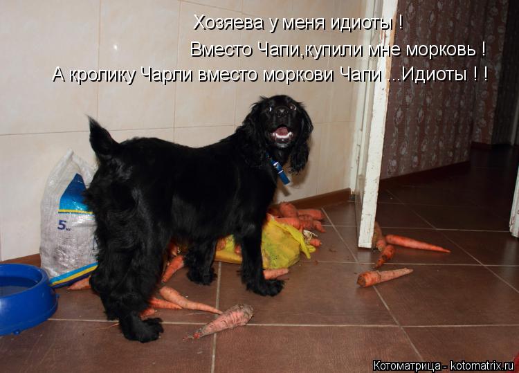 Котоматрица: Хозяева у меня идиоты ! Вместо Чапи,купили мне морковь ! А кролику Чарли вместо моркови Чапи ...Идиоты ! !
