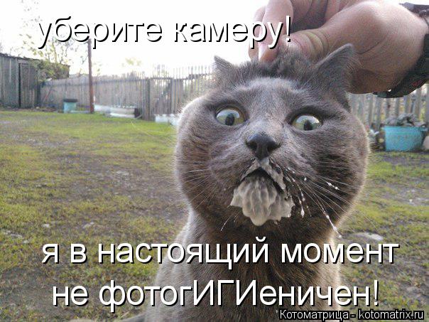 Котоматрица: уберите камеру!  я в настоящий момент  не фотогИГИеничен!