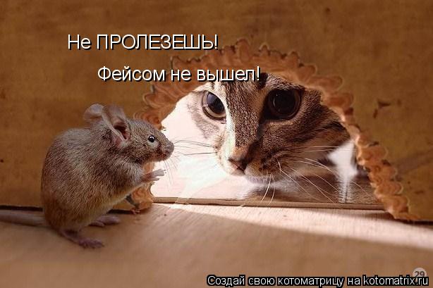 Котоматрица: Не ПРОЛЕЗЕШЬ! Фейсом не вышел!