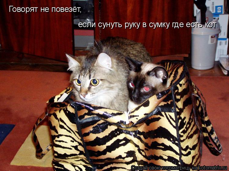 Котоматрица: Говорят не повезёт, если сунуть руку в сумку где есть кот