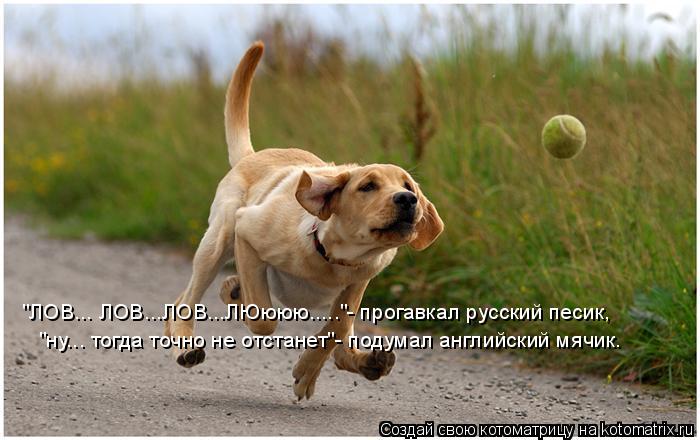 Котоматрица: "ЛОВ... ЛОВ...ЛОВ...ЛЮююю....."- прогавкал русский песик, "ну... тогда точно не отстанет"- подумал английский мячик.