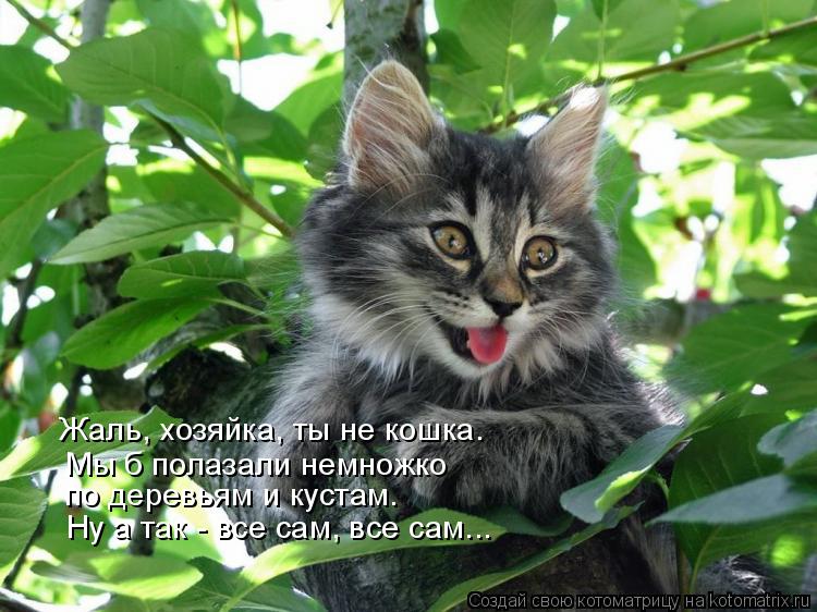 Котоматрица: Жаль, хозяйка, ты не кошка. Мы б полазали немножко по деревьям и кустам. Ну а так - все сам, все сам...