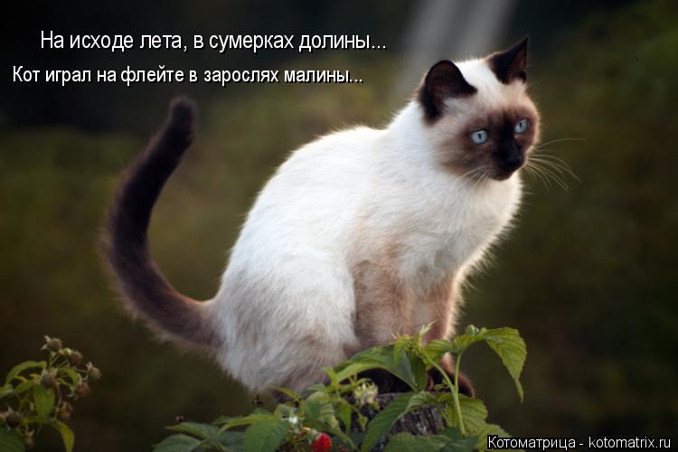 Котоматрица: На исходе лета, в сумерках долины... Кот играл на флейте в зарослях малины...