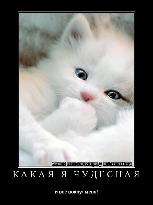 Котоматрица: КАКАЯ Я ЧУДЕСНАЯ и всё вокруг меня!