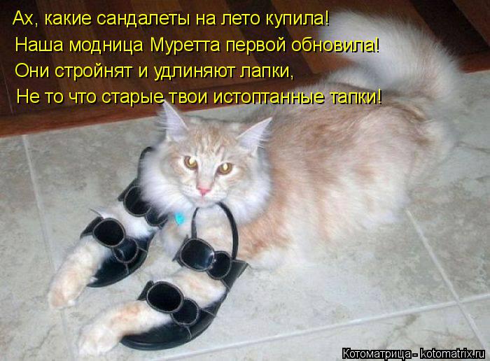 Котоматрица: Ах, какие сандалеты на лето купила! Наша модница Муретта первой обновила! Они стройнят и удлиняют лапки, Не то что старые твои истоптанные т