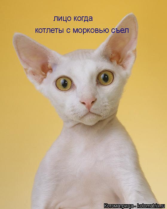 лицо когда лицо когда котлеты с морковью съел... Котоматрица: лицо когда лицо когда котлеты с морковью съел