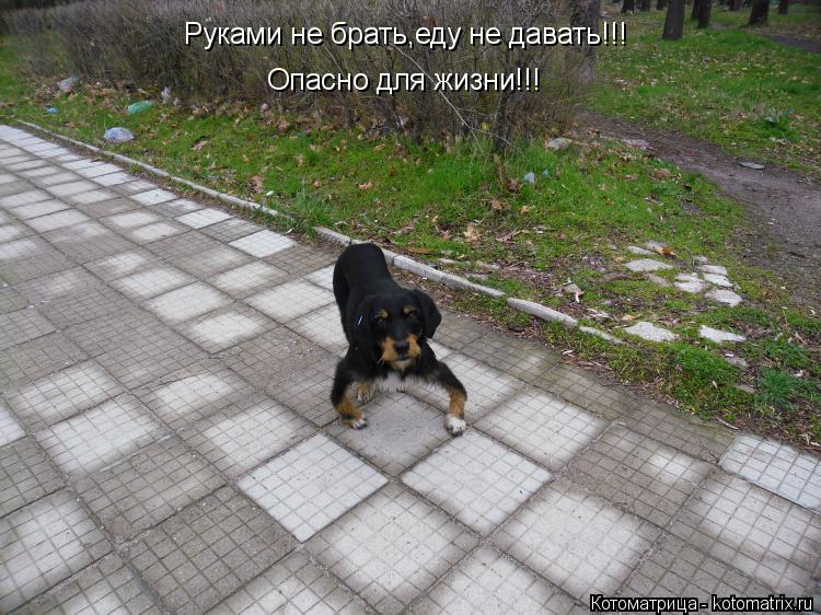 Руками не брать,еду не давать!!! Опасно для жизни!!!... Котоматрица: Руками не брать,еду не давать!!! Опасно для жизни!!!