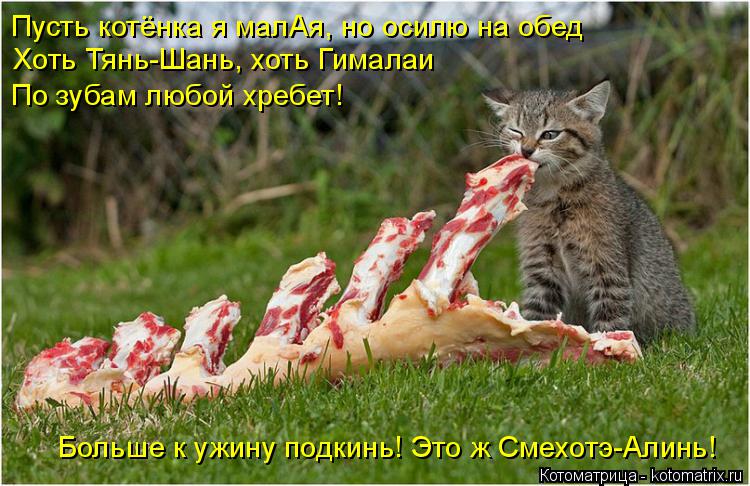 Котоматрица: Пусть котёнка я малАя, но осилю на обед Хоть Тянь-Шань, хоть Гималаи По зубам любой хребет! Больше к ужину подкинь! Это ж Смехотэ-Алинь!