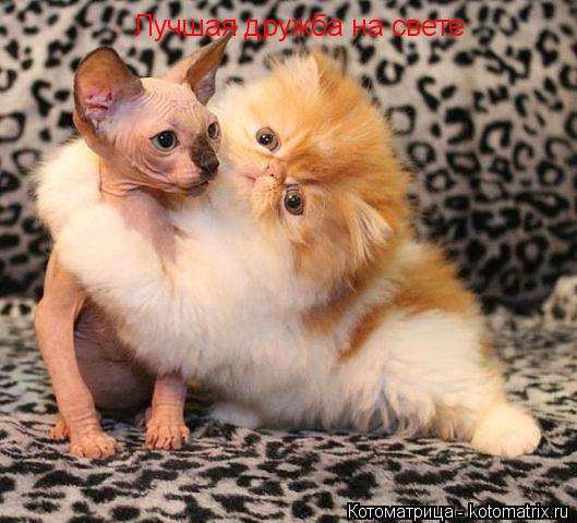 Котоматрица: Лучшая дружба на свете