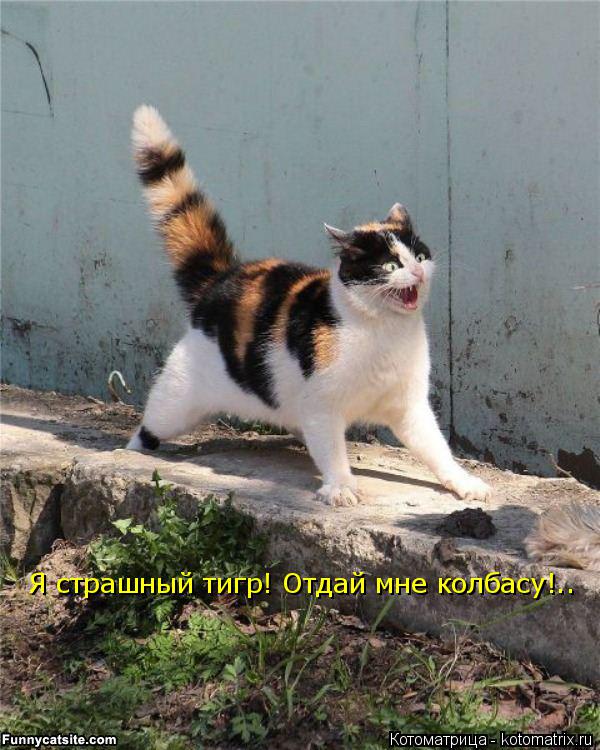 Котоматрица: Я страшный тигр! Отдай мне колбасу!..