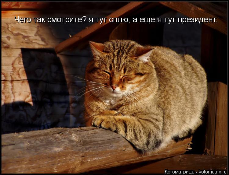 Чего так смотрите? я тут сплю, а ещё я тут президент.... Котоматрица: Чего так смотрите? я тут сплю, а ещё я тут президент.