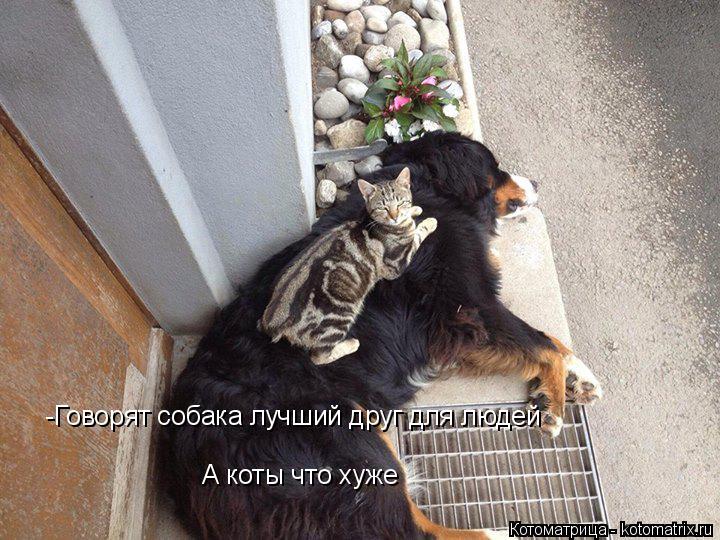 -Говорят собака лучший друг для людей А коты что хуже... Котоматрица: -Говорят собака лучший друг для людей А коты что хуже
