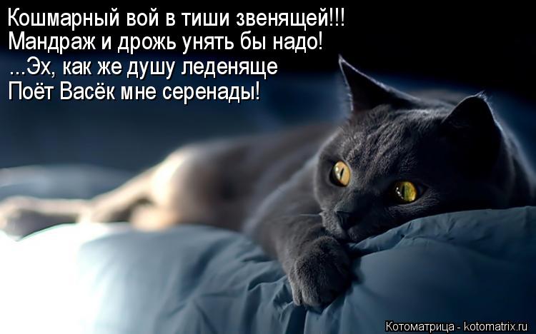 Кошмарный вой в тиши звенящей!!! Мандраж и дрожь унять бы надо! ...Эх, как же душу леденяще Поёт Васё... Котоматрица: Кошмарный вой в тиши звенящей!!! Мандраж и дрожь унять бы надо! ...Эх, как же душу леденяще Поёт Васёк мне серенады!