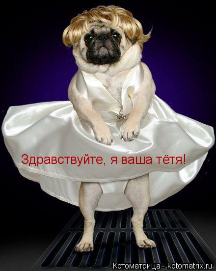 Котоматрица: Здравствуйте, я ваша тётя!