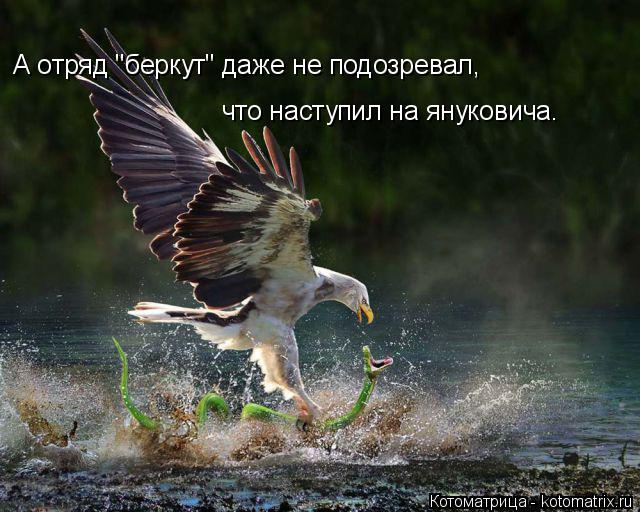 Котоматрица: А отряд "беркут" даже не подозревал, что наступил на януковича.