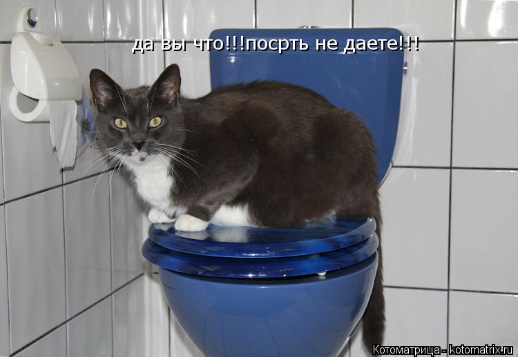 Котоматрица: да вы что!!!посрть не даете!!!