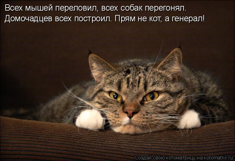Котоматрица: Всех мышей переловил, всех собак перегонял. Домочадцев всех построил. Прям не кот, а генерал!