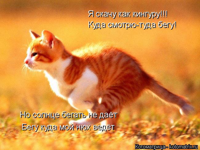Я скачу как кингуру!!! Куда смотрю-туда бегу! Но солнце бегать не даёт Бегу куда мой нюх ведёт... Котоматрица: Я скачу как кингуру!!! Куда смотрю-туда бегу! Но солнце бегать не даёт Бегу куда мой нюх ведёт