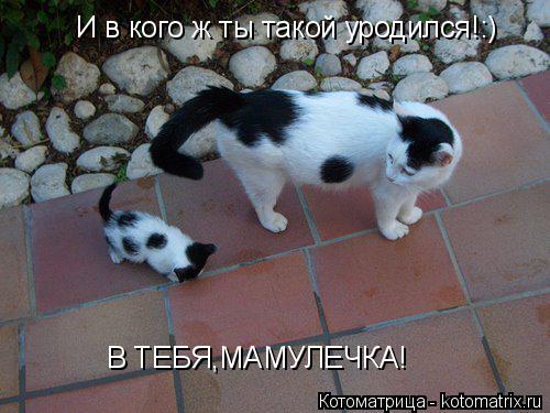 Котоматрица: И в кого ж ты такой уродился!:) В ТЕБЯ,МАМУЛЕЧКА!