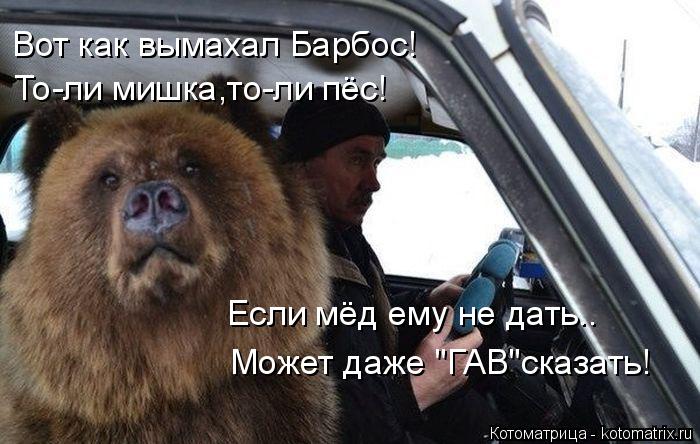 Котоматрица: Вот как вымахал Барбос! То-ли мишка,то-ли пёс! Если мёд ему не дать.. Может даже "ГАВ"сказать!