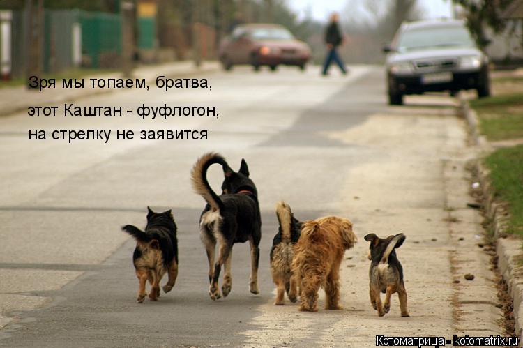 Котоматрица: Зря мы топаем, братва, на стрелку не заявится этот Каштан - фуфлогон,