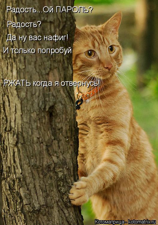 Радость...Ой ПАРОЛЬ? Радость? Да ну вас нафиг! И только попробуй РЖАТЬ когда я отвернусь!... Котоматрица: Радость...Ой ПАРОЛЬ? Радость? Да ну вас нафиг! И только попробуй РЖАТЬ когда я отвернусь!
