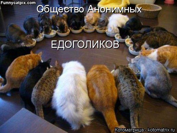 ЕДОГОЛИКОВ Общество Анонимных... Котоматрица: ЕДОГОЛИКОВ Общество Анонимных